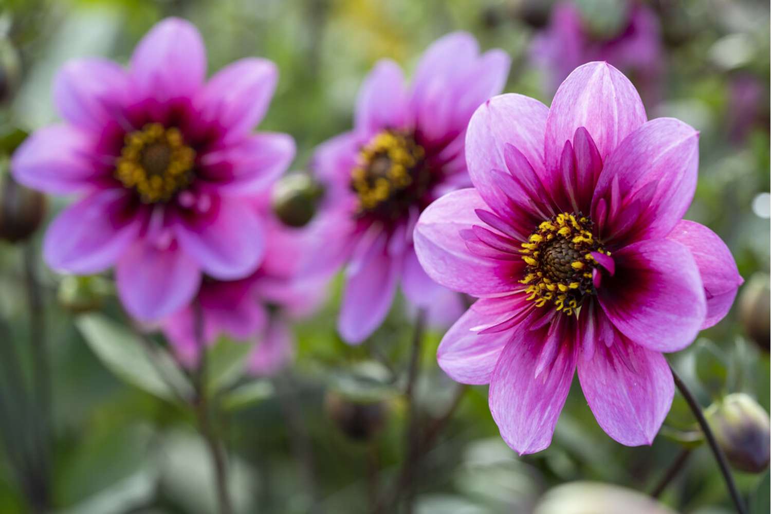 Dahlie ‘Skyfall’